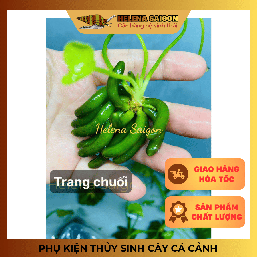 Cây Trang Chuối (Nymphoides aquatica) - Helena Saigon