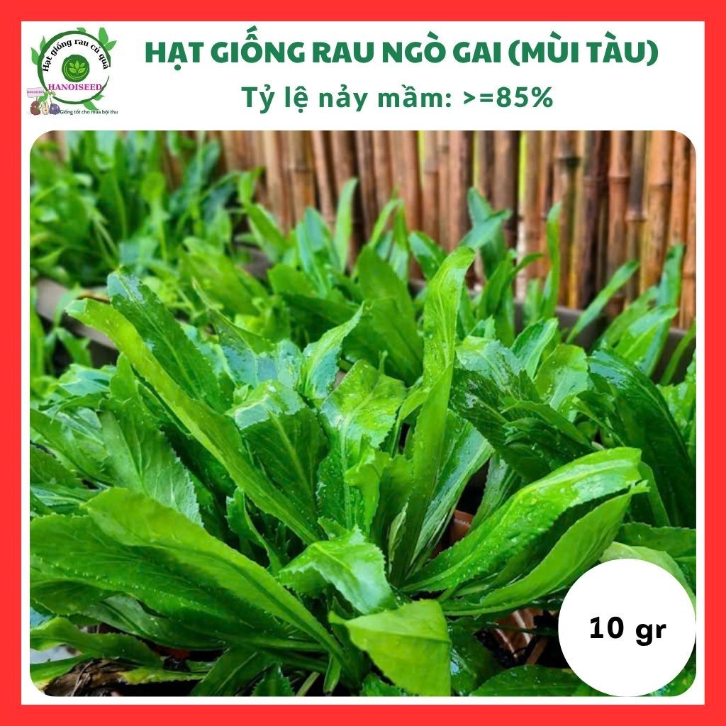 Hạt giống rau ngò gai (mùi tàu) - rau củ quả trồng chậu, sân vườn ban công ngon giòn ngọt nảy mầm ca