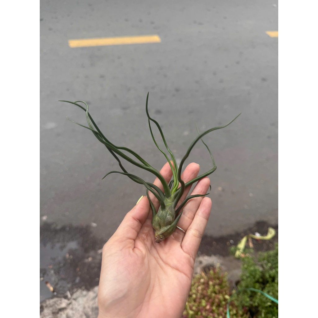 chậu không khí củ sâm. không khí củ sâm