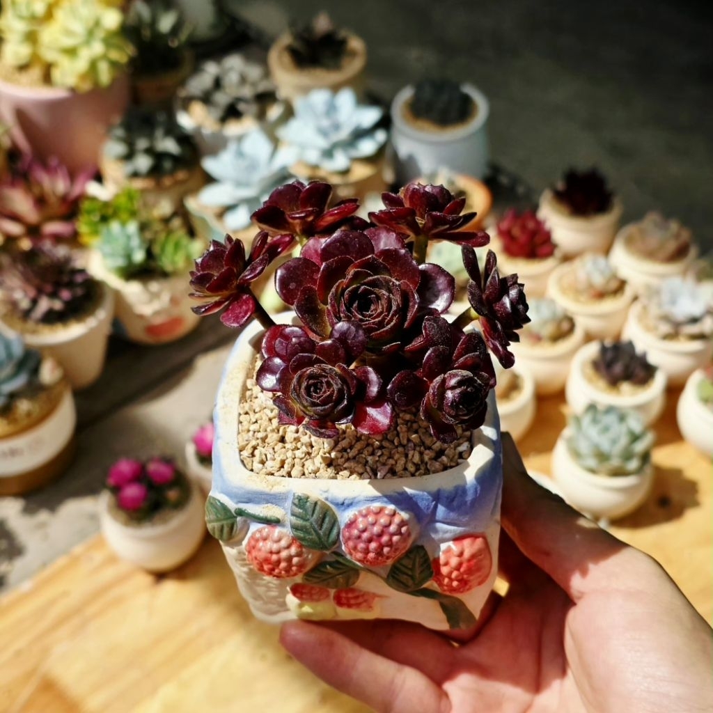Aeo đỏ mini 9cm