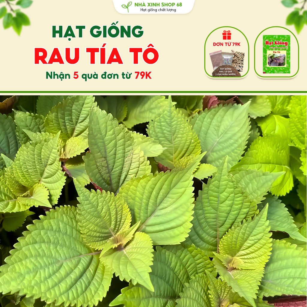 Hạt Giống Rau Tía Tô 🥦 𝓕𝓻𝓮𝓮𝓢𝓱𝓲𝓹🥦 Hạt Giống Tía Tô Mùi Thơm, Dễ Trồng, Năng Suất Cao - Túi 3gr