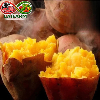 [Laifarm - Hỏa tốc HN] Củ khoai lang mật Đà Lạt ngọt lịm 1kg - Rau Củ Đà Lạt Deli