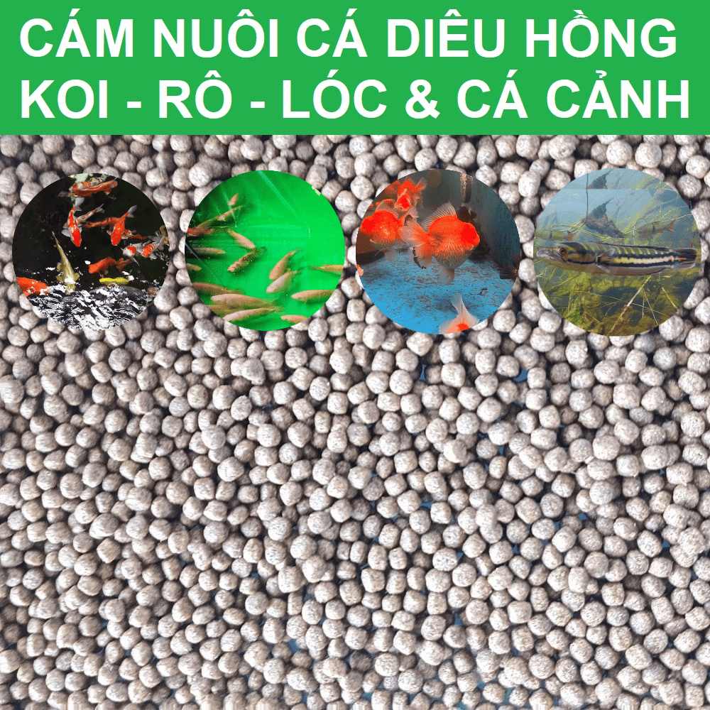 Cám nuôi cá diêu hồng - Cám cá rô - Cám cá lóc - Cám cá koi - Cám cá cảnh