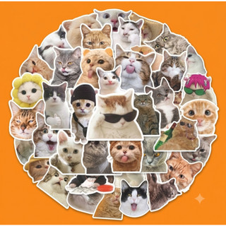 50 Cái Sticker Meme Mèo Nhiều Họa Tiết Chống Nước, Dán Trang Trí Laptop, Mũ Bảo Hiểm, Vali, Xe Ga