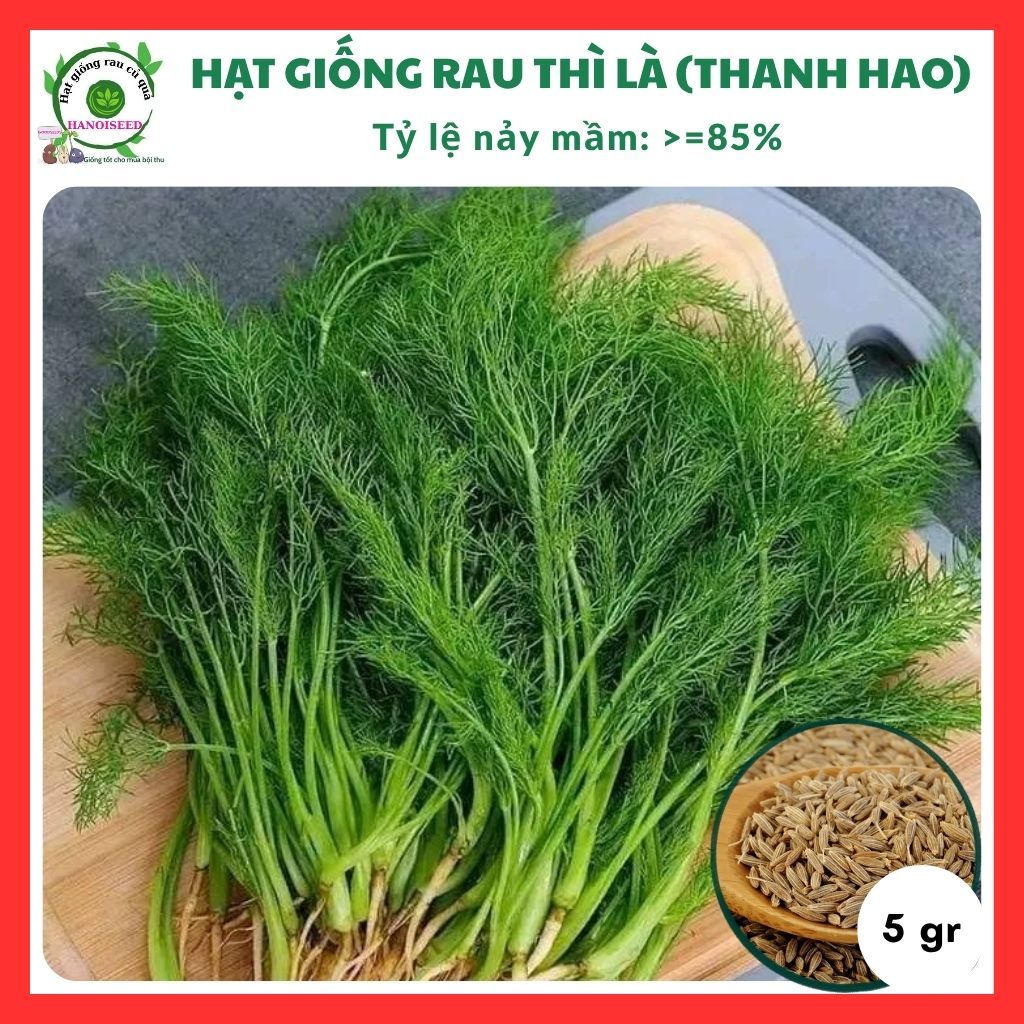 Hạt giống rau thì là (thanh hao) - rau củ quả trồng chậu, trồng vườn ngon giòn ngọt tỉ lệ nảy mầm ca
