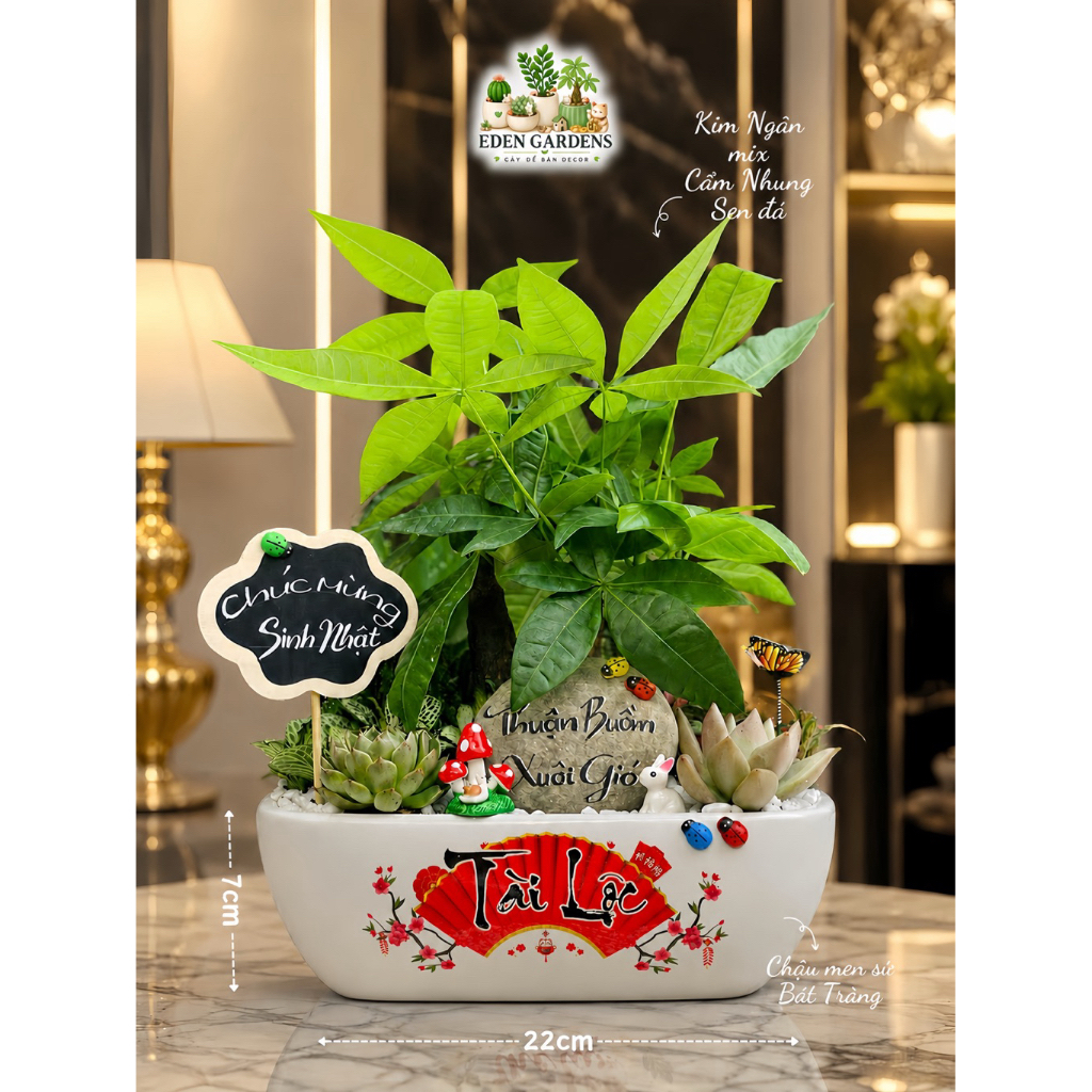 Chậu Kim Ngân EDEN Gardens decor Đá Thuận Buồm Xuôi Gió chậu sứ 22x7cm Quà KHAI TRƯƠNG - TÂN GIA - L