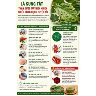 Cây 🌲 Sung nếp( siêu trái) đang trái