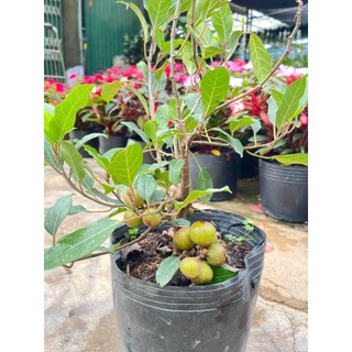 Cây 🌲 Sung nếp( siêu trái) đang trái