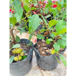 Cây 🌲 Sung nếp( siêu trái) đang trái
