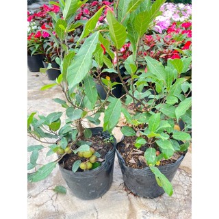 Cây 🌲 Sung nếp( siêu trái) đang trái
