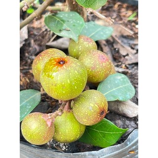 Cây 🌲 Sung nếp( siêu trái) đang trái