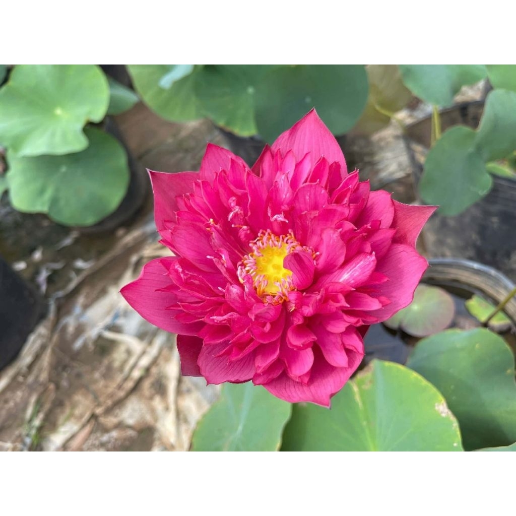 Sen  Red Philip shop ship  củ