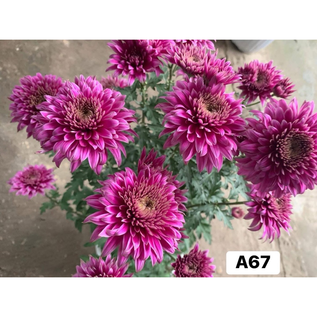 Cây giống cúc A67