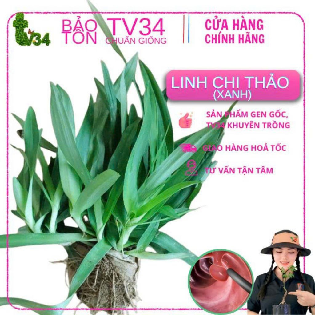 1 bầu CÂY GIỐNG CỎ LINH CHI xanh - "THẦN DƯỢC" XANH CHO SỨC KHỎE GIA ĐÌNH BẠN
