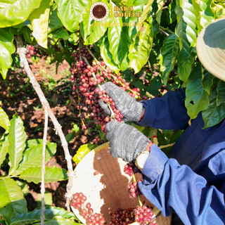 Cà phê Robusta Baka Coffee nguyên chất bột/hạt - Gu đậm hậu ngọt - Rang củi truyền thống