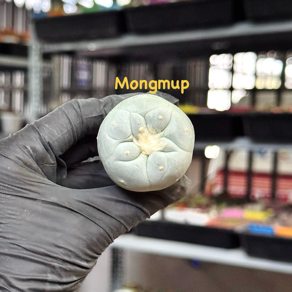 [Hàng Thái Order-Size 3.5-4.5cm] 1 Chậu xương rồng không gai lopho ngẫu nhiên