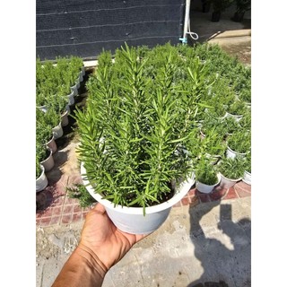 Cây 🌲 Hương Thảo thơm lá