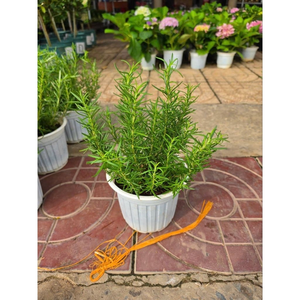 Cây 🌲 Hương Thảo thơm lá