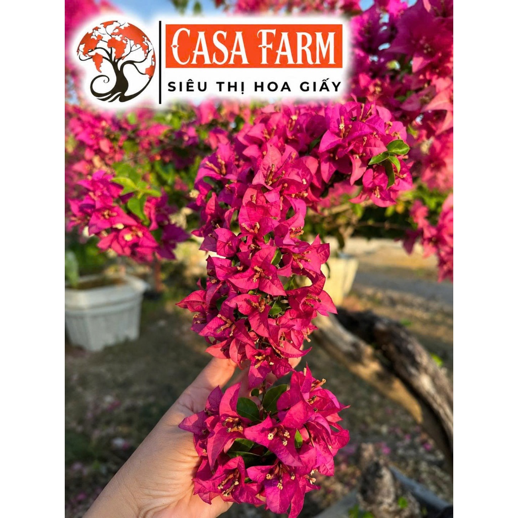 Cây Giống Hoa GIấy KAYATA MAGENTA