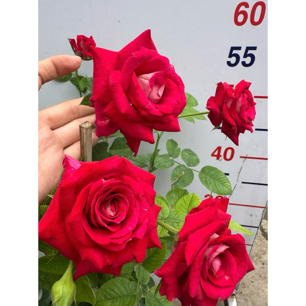 cây hoa hồng monica (chậu 10)