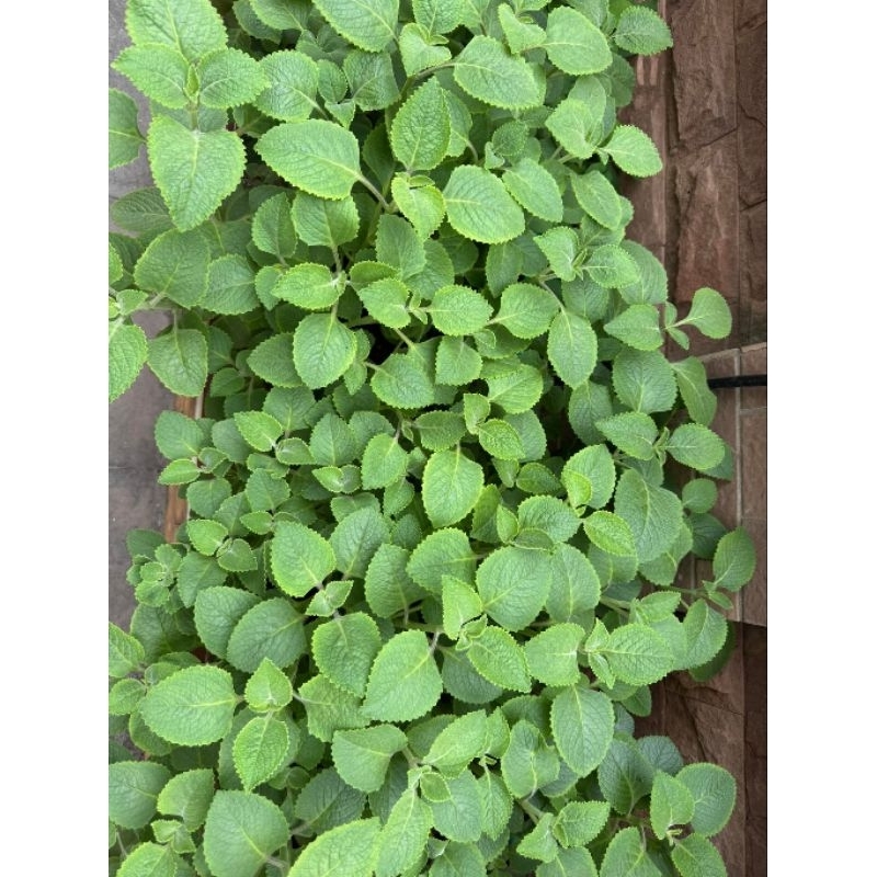 Cây giống húng chanh ( húng bạc hà)