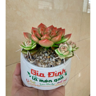Sen đá đất sét chậu sứ có nhánh con