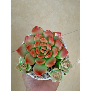 Sen đá đất sét chậu sứ có nhánh con
