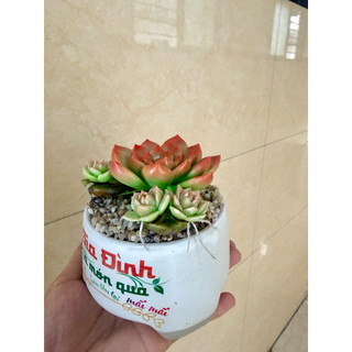 Sen đá đất sét chậu sứ có nhánh con