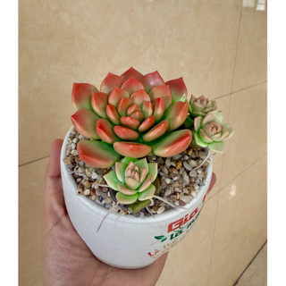 Sen đá đất sét chậu sứ có nhánh con