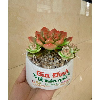 Sen đá đất sét chậu sứ có nhánh con