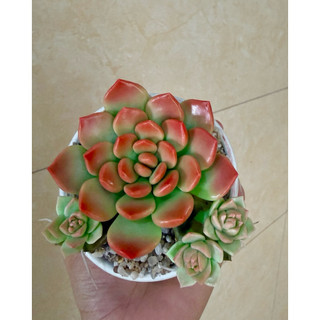 Sen đá đất sét chậu sứ có nhánh con