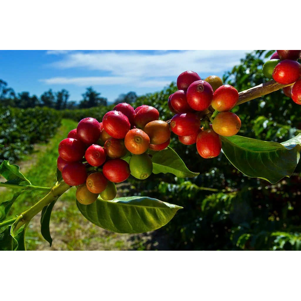 (High Grade) Brazil Mundo Novo | Cà phê Arabica đặc sản từ Brazil | Rang vừa đậm | 1857 Coffee Lab &
