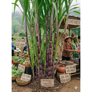 Combo 3 Khúc Mía Thanh Diệu 40cm - Ngọt Mát Tự Nhiên, Giải Nhiệt Cực Đã