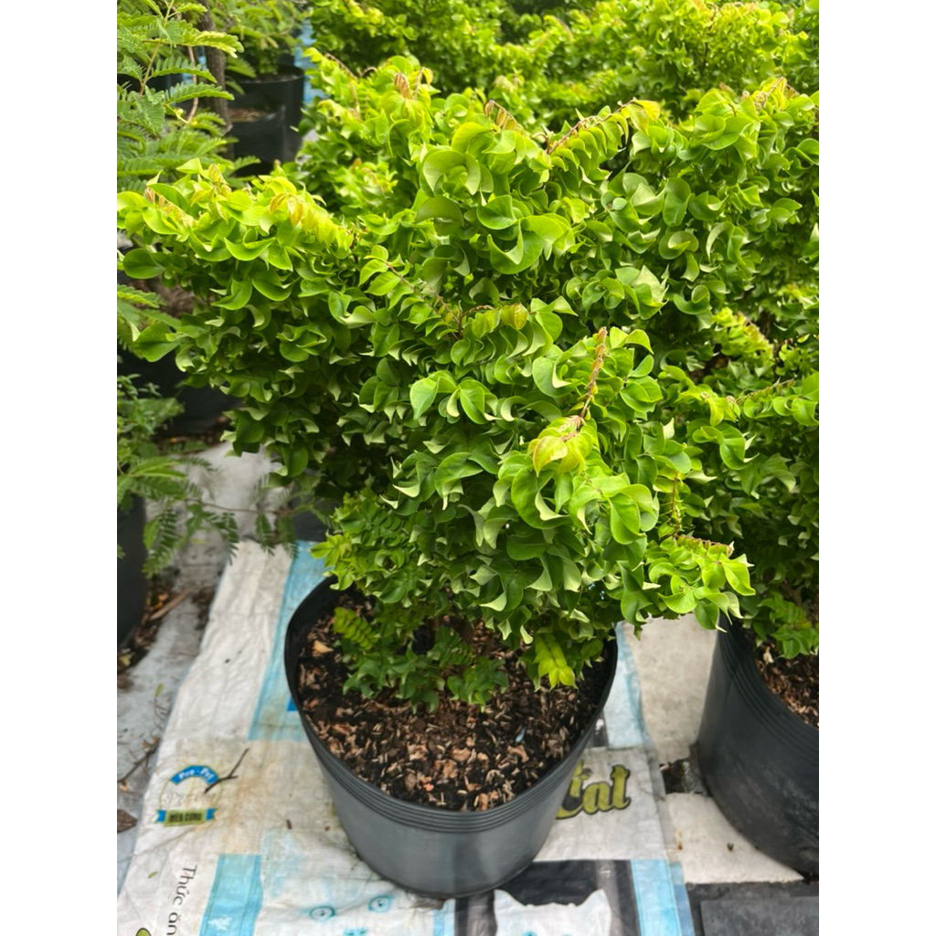 Cây Khế ngọt lá xoắn ( Khế Mỹ) size lớn- độc đáo từ dáng lá, nổi bật cho mọi khu vườn