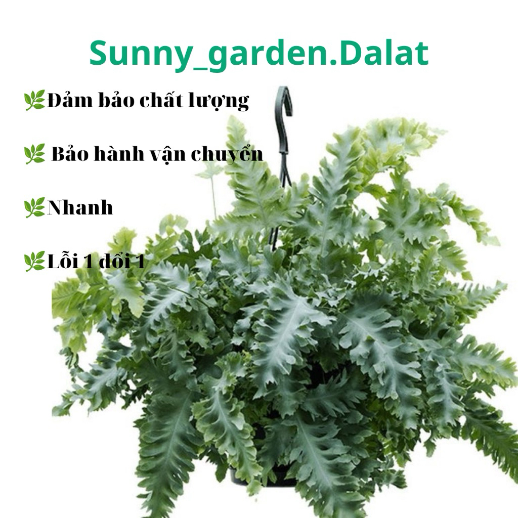 Chậu Phlebodium aureum 'Davana' - Dương xỉ bạc lá xoăn
