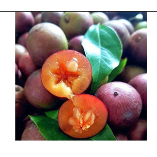 BẦU ĐẤT HỒNG QUÂN  THÁI-GHÉP CÀNH-KHÔNG GAI
