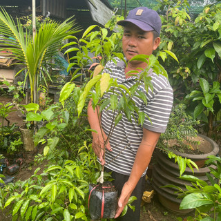BẦU ĐẤT HỒNG QUÂN  THÁI-GHÉP CÀNH-KHÔNG GAI