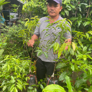 BẦU ĐẤT HỒNG QUÂN  THÁI-GHÉP CÀNH-KHÔNG GAI