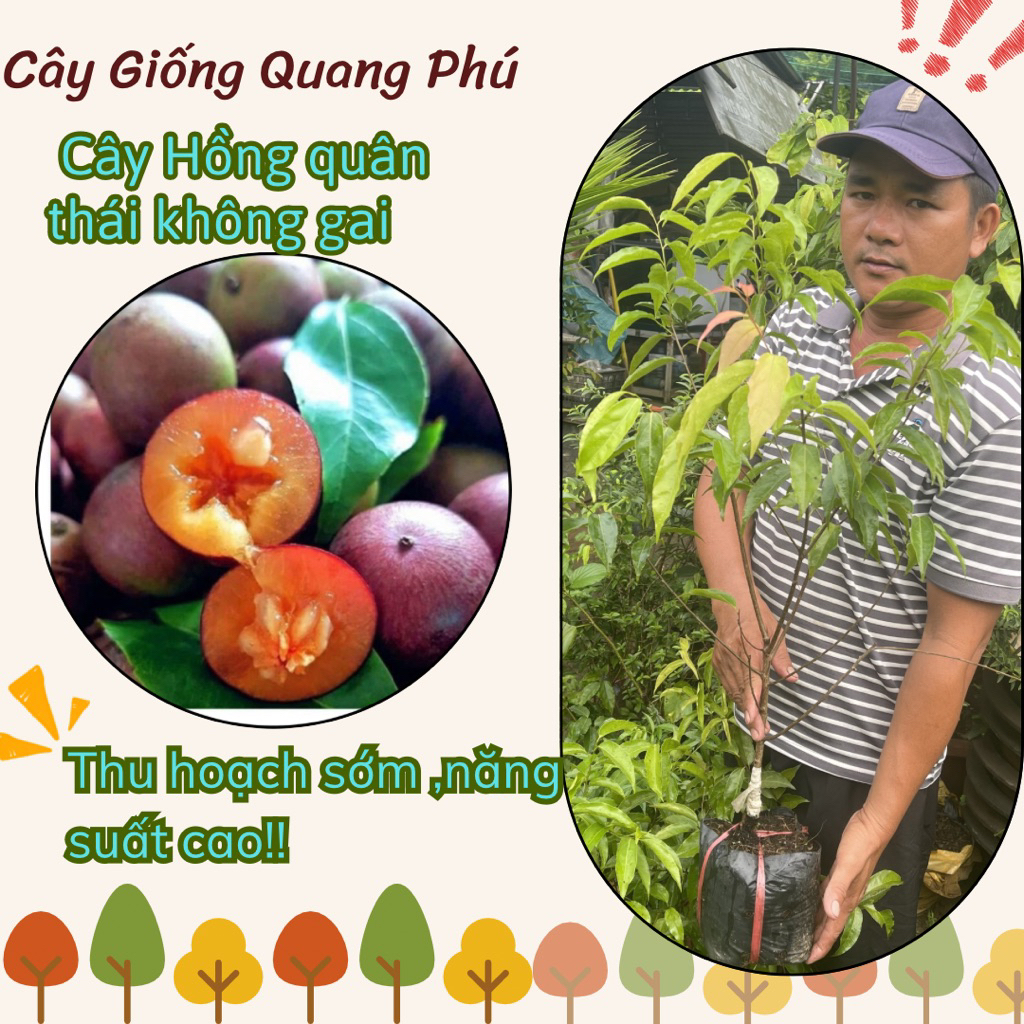 BẦU ĐẤT HỒNG QUÂN  THÁI-GHÉP CÀNH-KHÔNG GAI