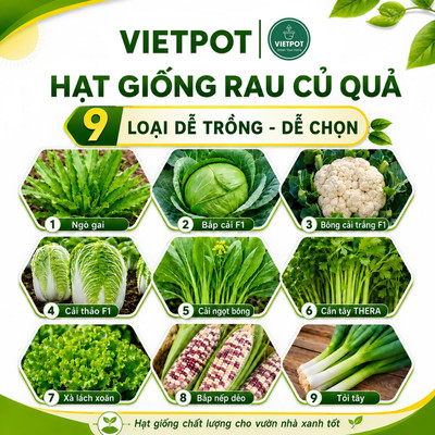 Hạt giống Rau Củ Quả dễ trồng quanh năm, nảy mầm tốt, dễ chăm, nhanh thu hoạch