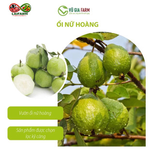 [Laifarm] [HỎA TỐC HCM] [HỎA TỐC HCM] Ổi Nữ Hoàng/ Ổi Ruby cắt sẵn - ăn liền, giòn ngon