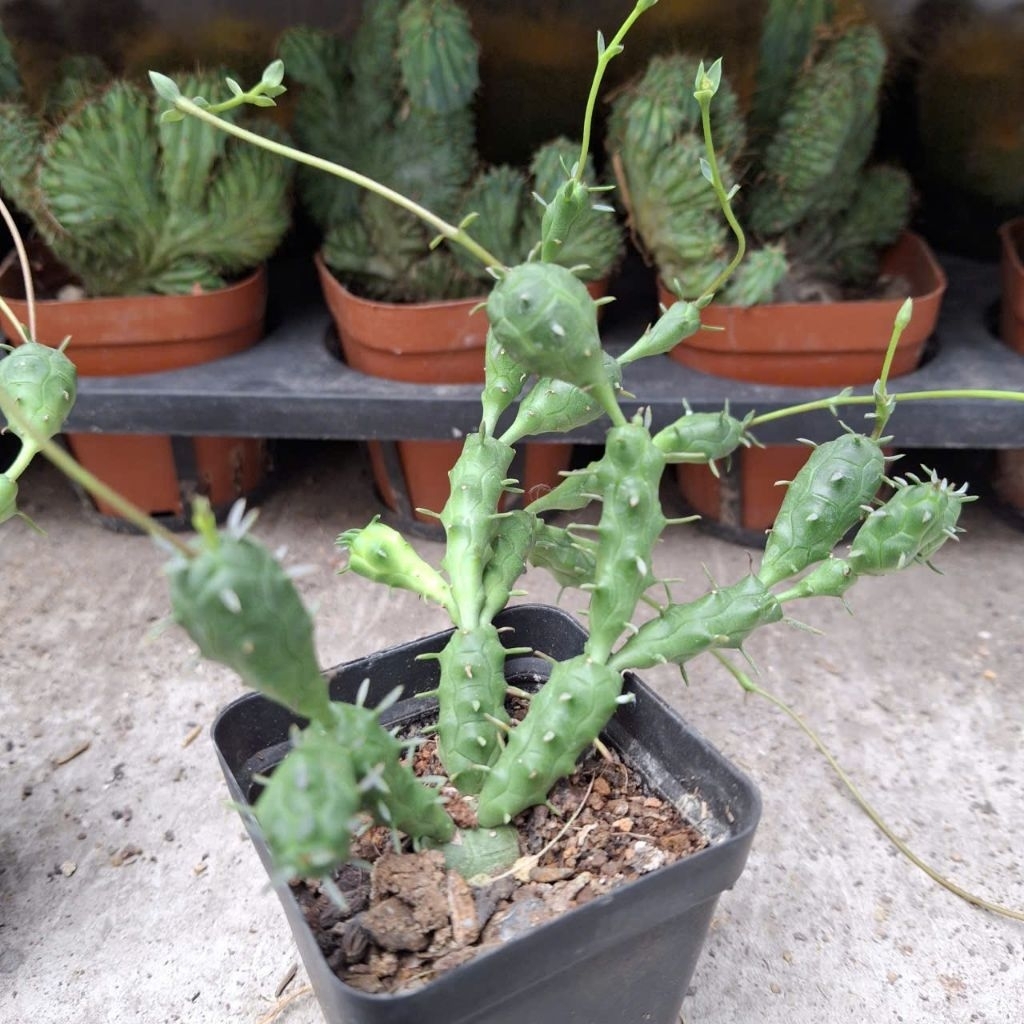Cây xương rồng Euphorbia dây