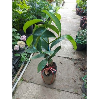 Cây măng cụt ghép trồng mau có trái