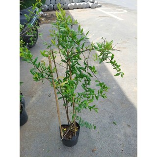 1 cây lựu An Do nhánh chiết chuan giong