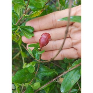 1 cây lựu An Do nhánh chiết chuan giong