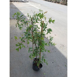 1 cây lựu An Do nhánh chiết chuan giong