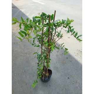 1 cây lựu An Do nhánh chiết chuan giong