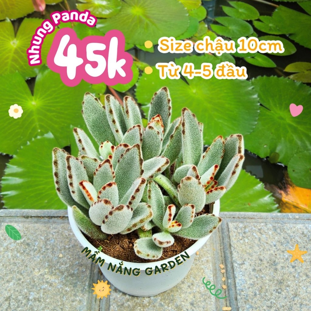 Sen Đá Nhung Panda Xinh Xắn - Chậu 10cm, Từ 4-5 Đầu - Mầm Nắng Garden Decor Bàn Làm Việc
