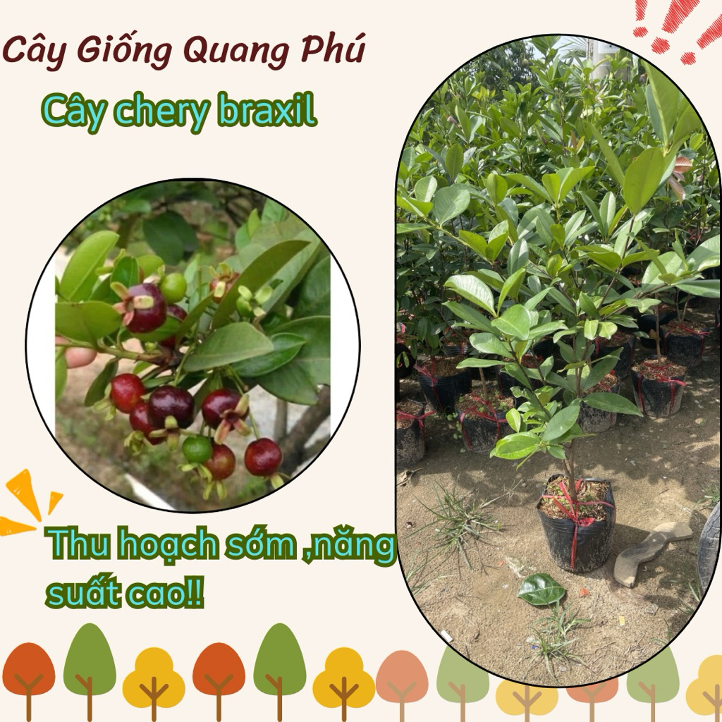 CÂY CHERY BRAZIL (cây lở) shop quang phú