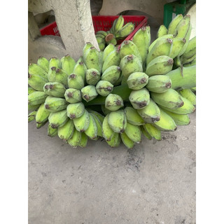 COMBO 5kg chuối sáp nghệ TRÀ VINH vàng ươn, dẻo ngọt, tươm mật, giá siêu rẻ, có đơn mới đốn